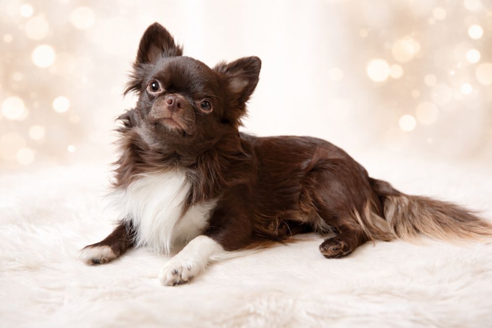 2 krotny, Młodzezowy Chamoion Polski