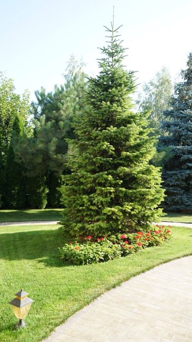 Професійний догляд за садом та територією | Швидко та якісно