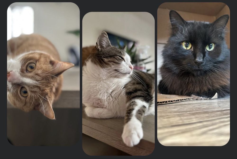 Rysiu, Kaziu, Sandrzejek