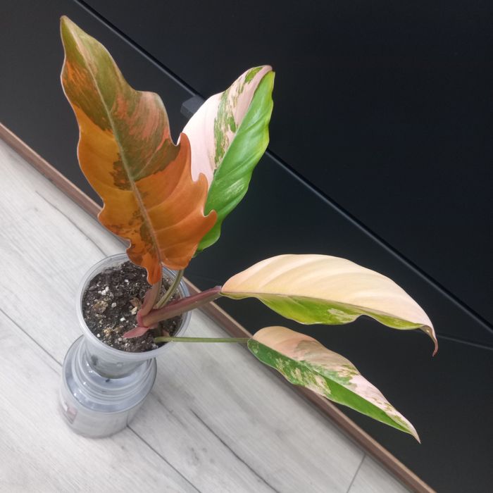 Philodendron Caramel Marble