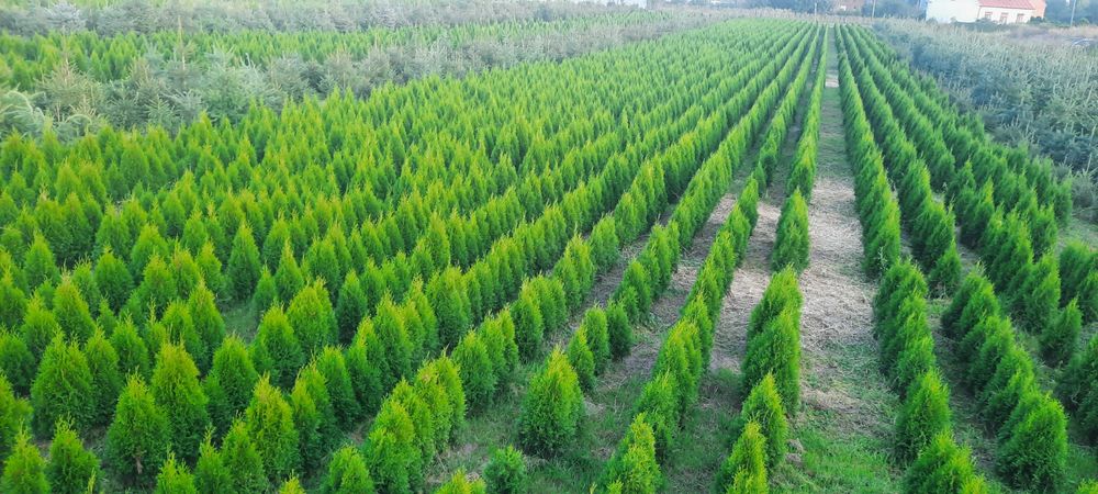 Tuja Szmaragd SUPER CENA 130cm bardzo duży wybór Iglaki Ocieszyn