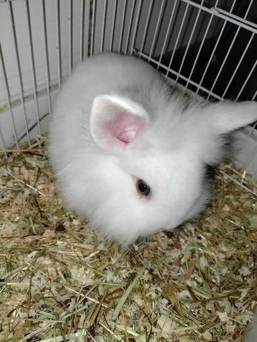 Macho de coelho anão muito meigo