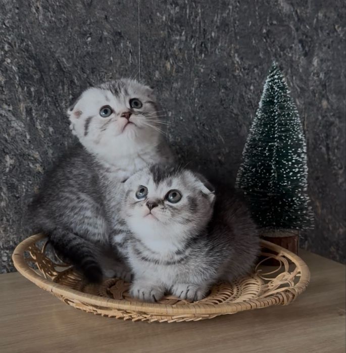 Висловухі віскасні кошенята — маленьке щастя для вашого дому