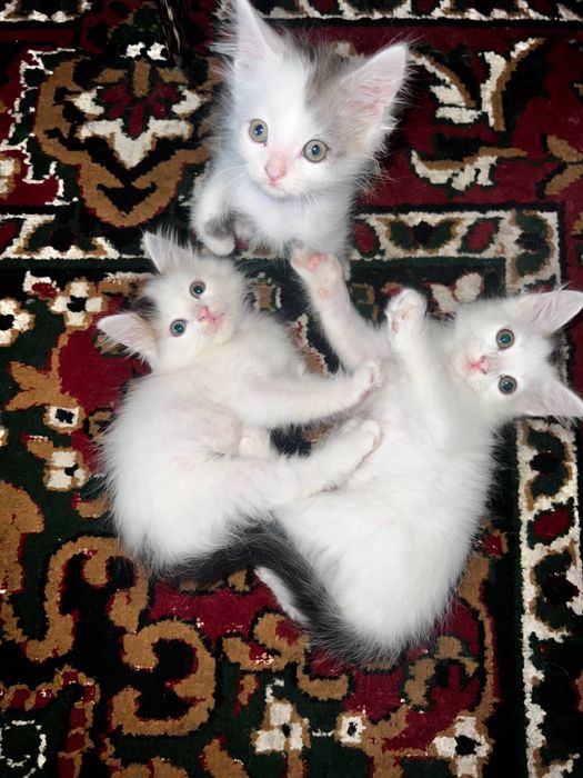 Кошенята шукають новий дім