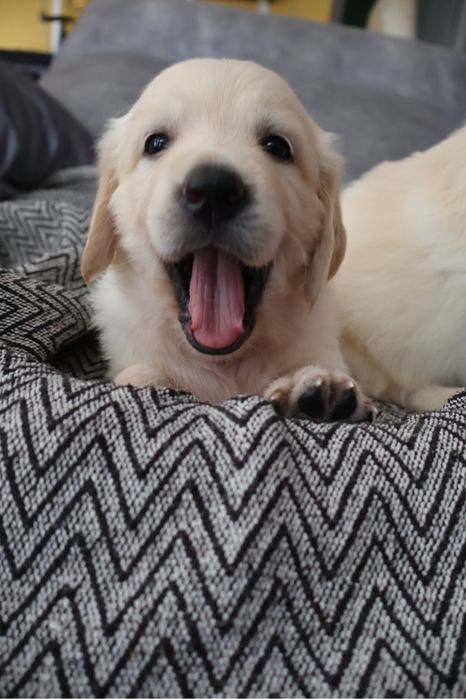 Golden retriever