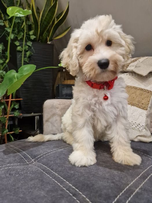 Suczka cockapoo f1b suczka
