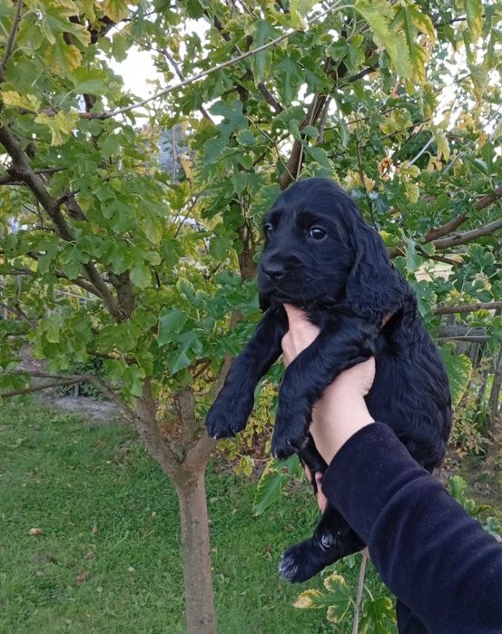 Щенята кокер спаніель