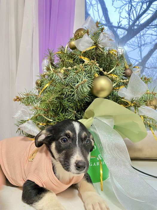 Цуценята шукють дім, безкоштовно, в добрі руки