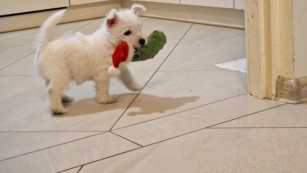 chłopiec West Highland White Terrier FCI ,  ZKwP - po Championie