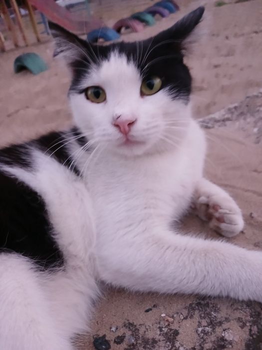 Котик хлопчик 6-7 міс невеличкий