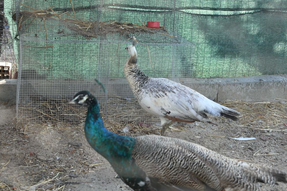 casal de pavões novos, pavão já tem cauda
