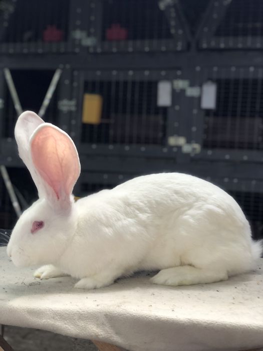 Бельгійський велетень. Фландр. кролики кролі