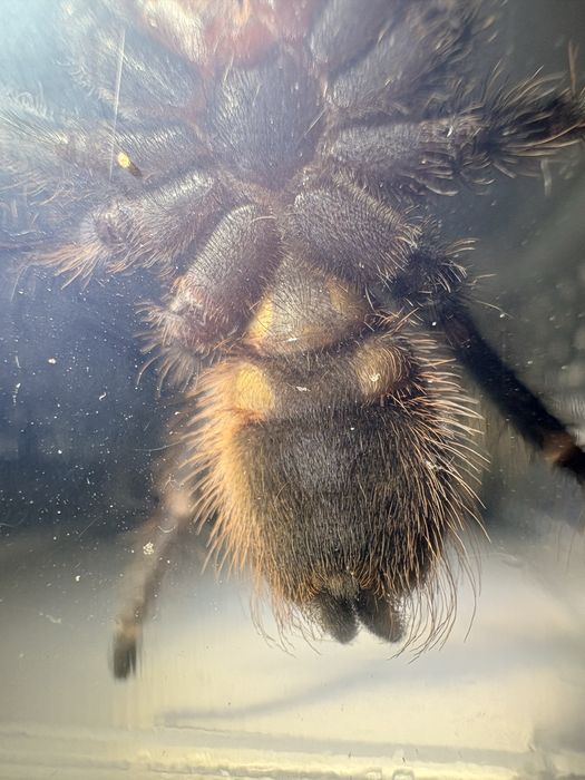 Pterinopelma sazimai samica 2,5 dc