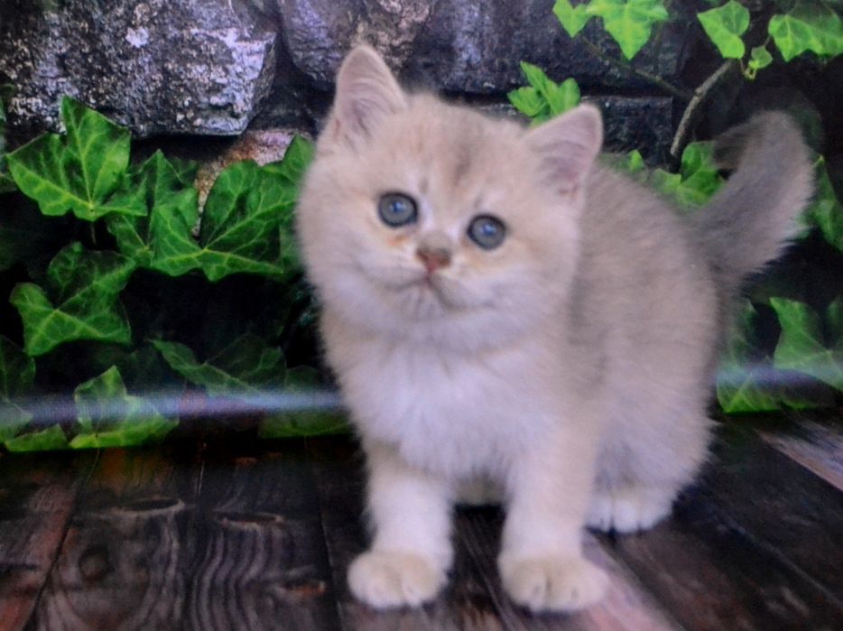 Блакитне золото шиншила