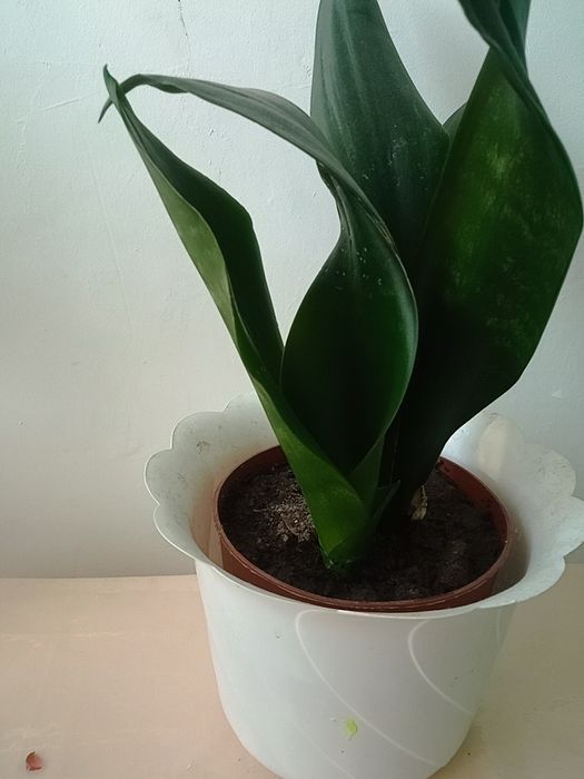 Сансев'єрія вазон