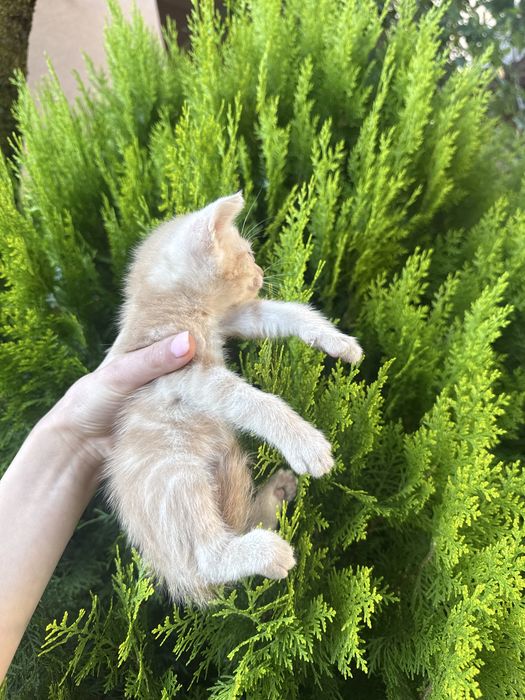 Продаж котів  сірого та рижого