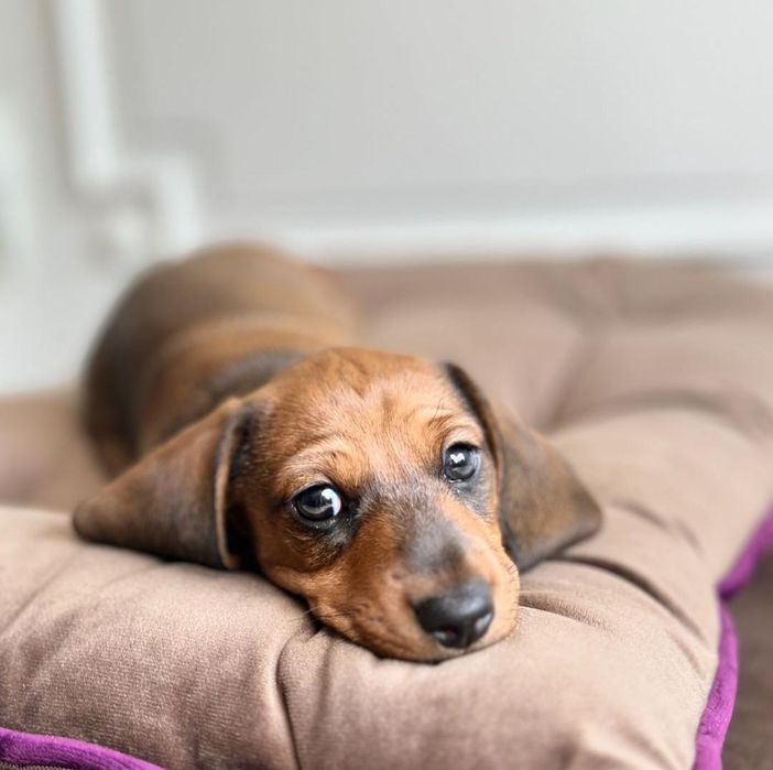 Рудий красень 3 місяці