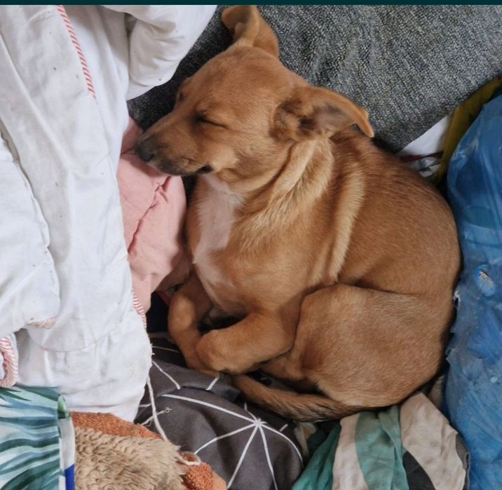 Zuzia mniejsza suczka do adopcji.