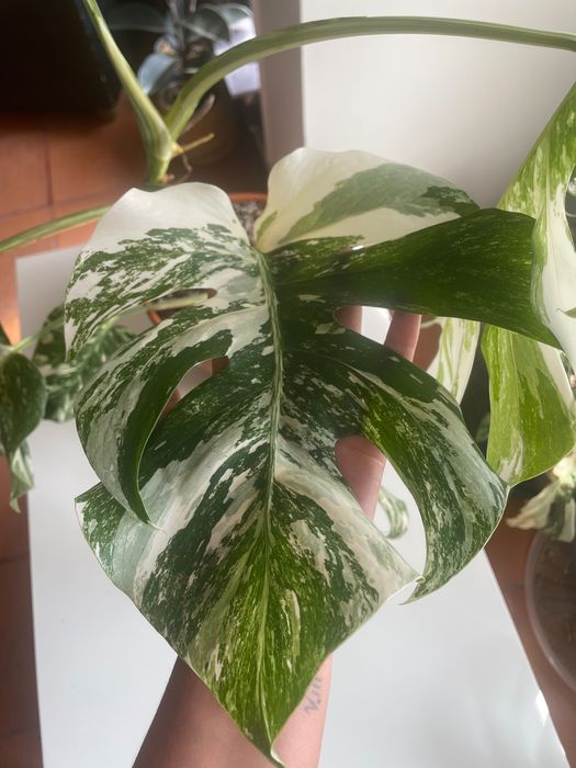 Monstera deliciosa variegata