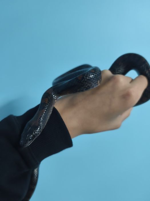 Samica lampropeltis mexicana