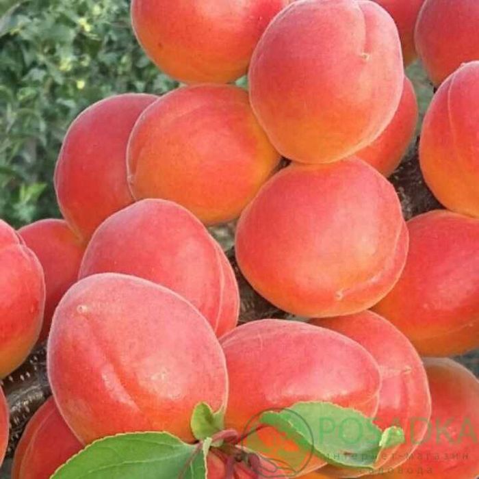 Саженцы  черешни, вишни, алыча, хурма, кизил, смородина миндаль  фундук