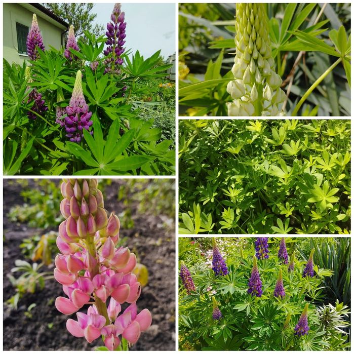 Люпин мікс кольорів