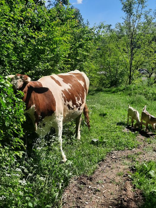 Продам молоду спокійну корівку