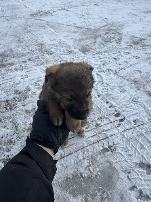 Віддам цуценяток в добрі  та люблячі руки!!!