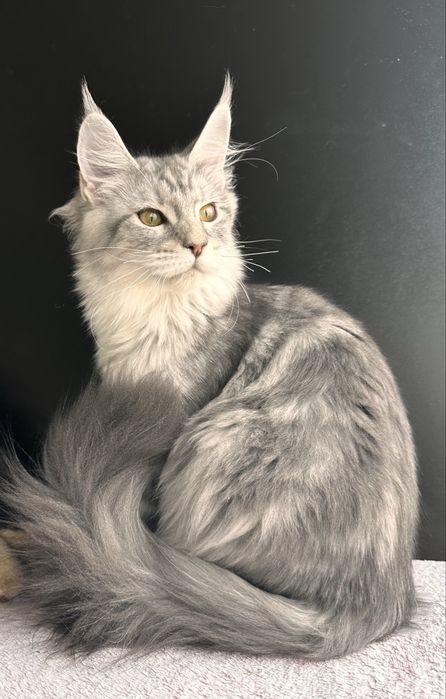 Котенок мейн кун из питомника 5 месяцев