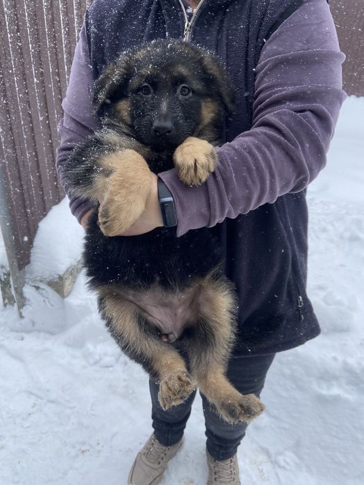 Чистокровні дівчатка німецької вівчарки‼️