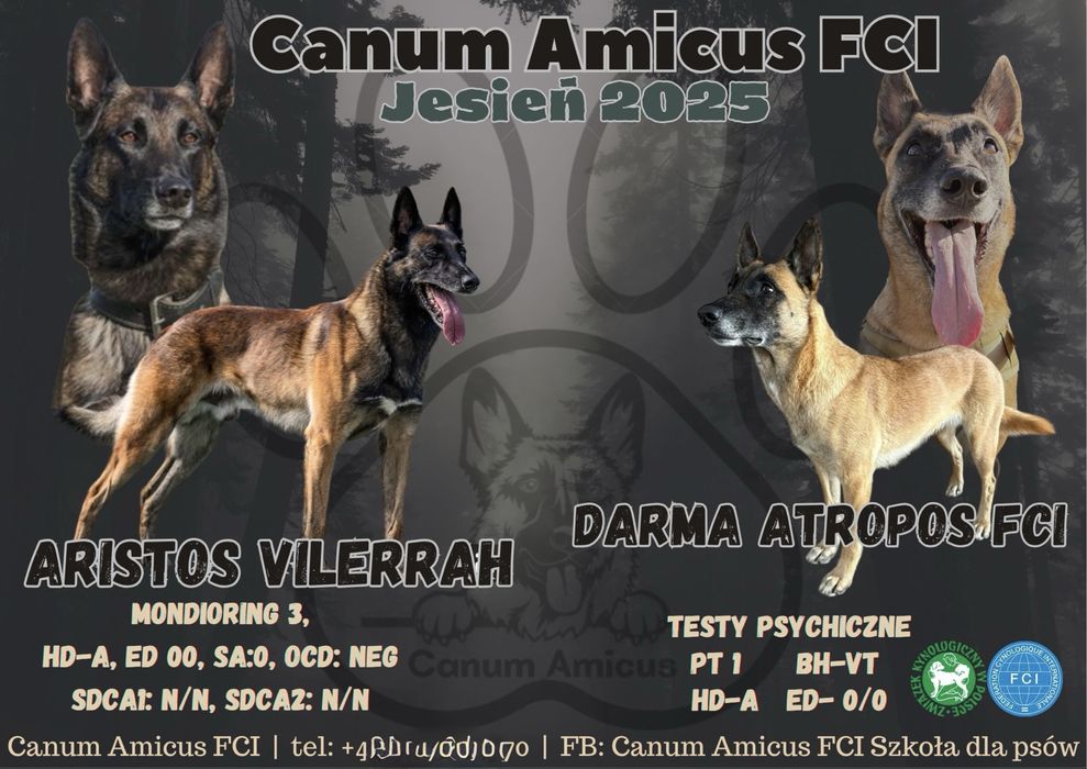 Zapowiedz miotu Owczarek belgijski malinois Canum Amicus FCI