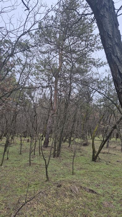 Обуховка, участок в лесу среди сосен