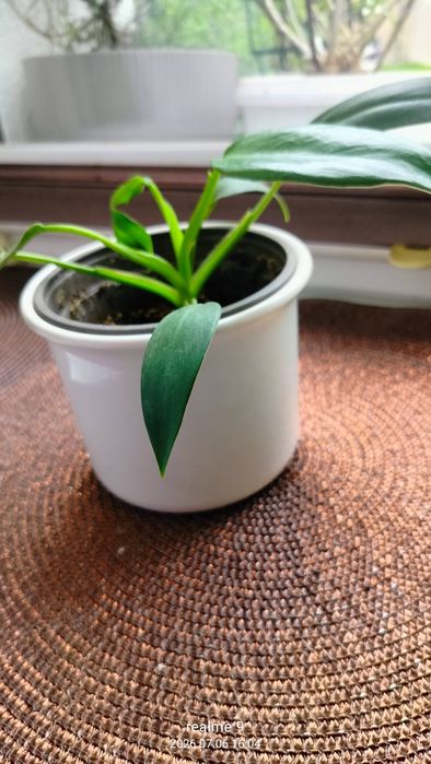 Philodendron  nie wiem jaka odmiana