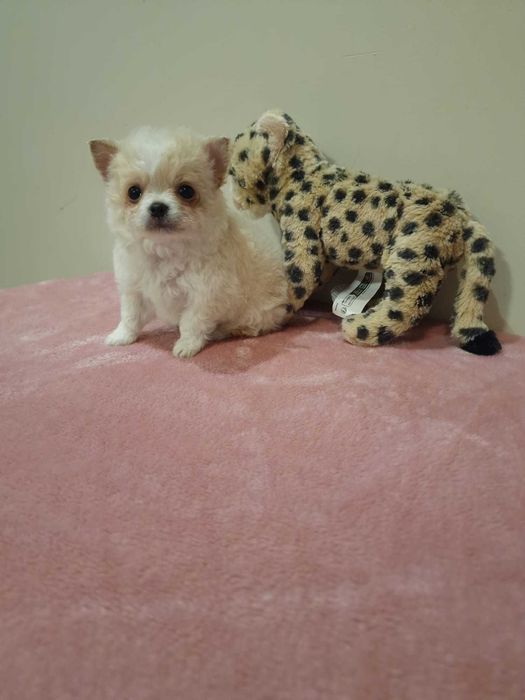 Chihuahua super miniatura Menino