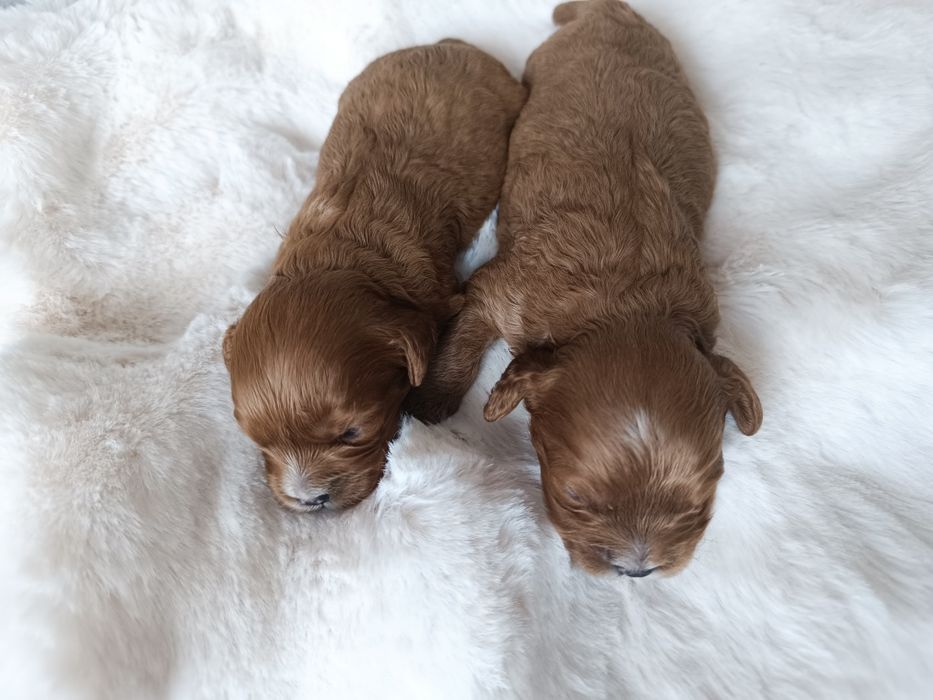 *** Śliczne Cavapoo**