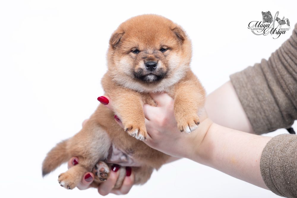 Шиба іну / шиба ину / Shiba inu