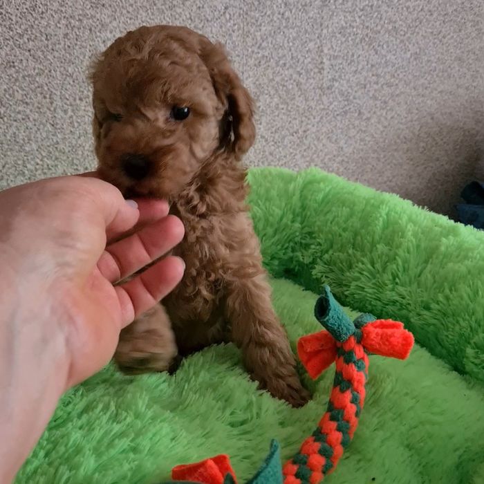 Хлопчики той пуделя