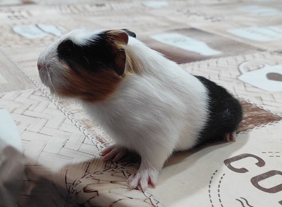 Три  морські свинки