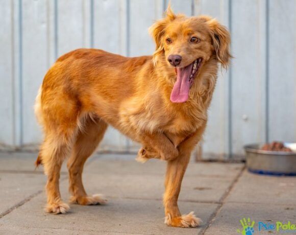 Piękna sunia KINIA szuka domu na stałe