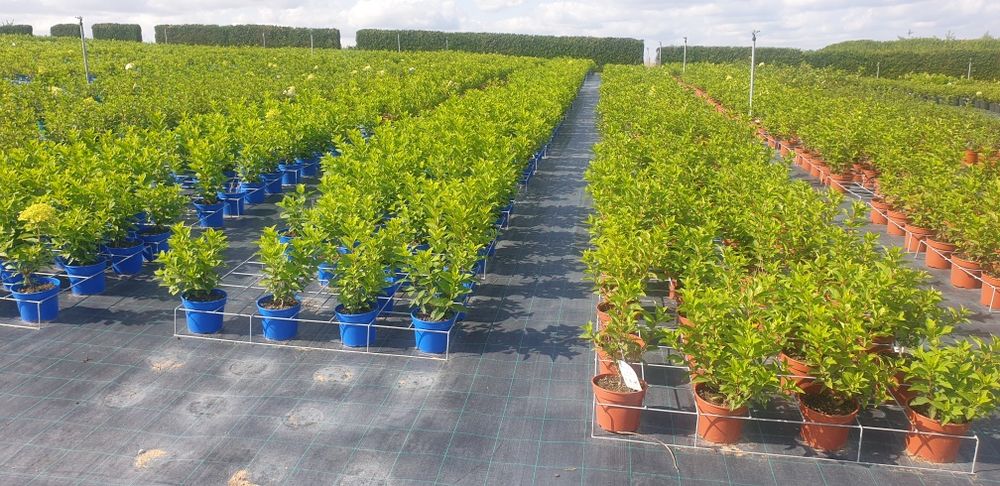 Kratownice szkółkarskie C3 kratownica stojak 3L stabilizacja roślin