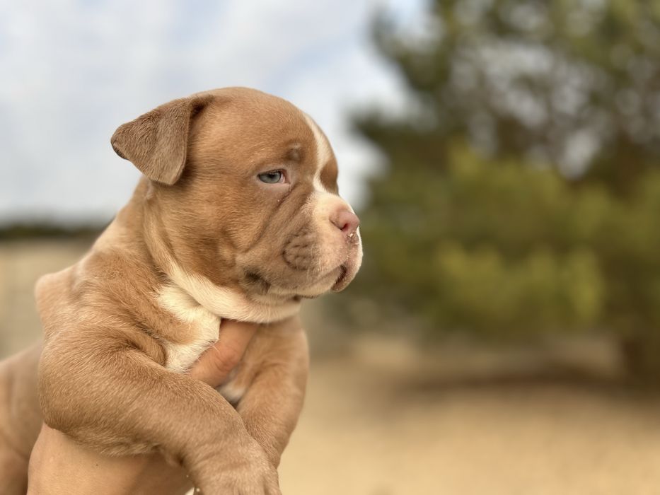 Suczka american bully szczeniak abkc classic