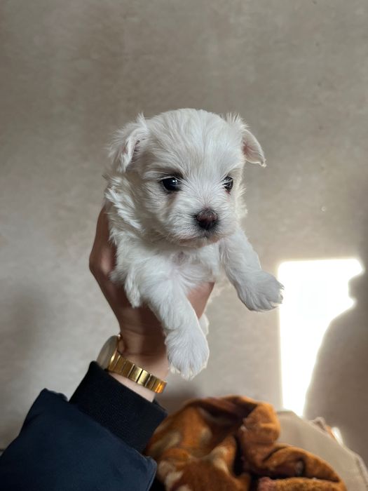 Szczenię maltańczyk