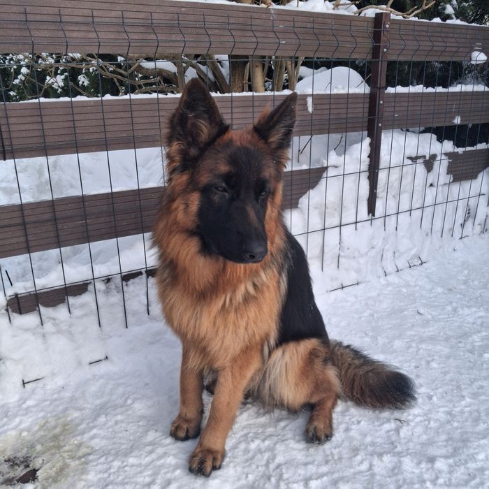 Owczarek  Niemiecki Długowłosy Suczka