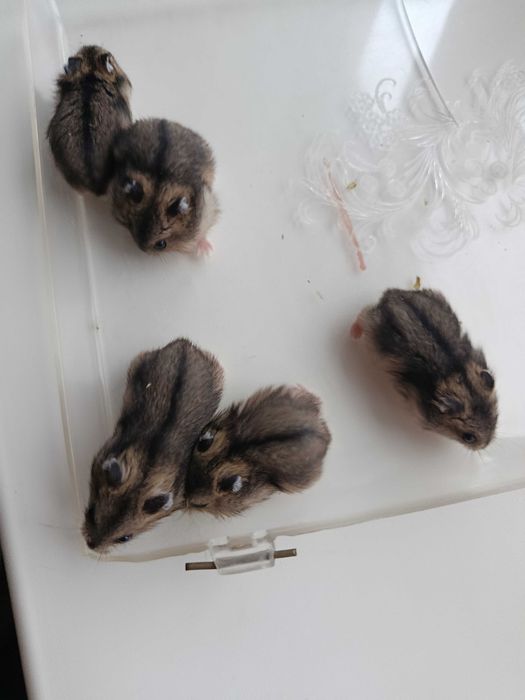 Хом'ячки джунгарики