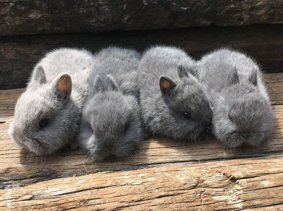 KIT Coelhos anões mini holandês e minitoy super meigos e brincalhões