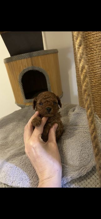 Дівчинка той пудель