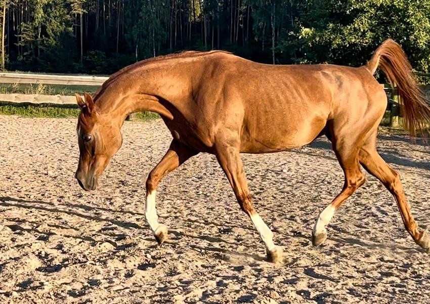 Piękna klacz arabska - okazja!