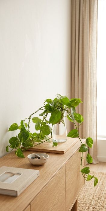 Plantas em vasos de Vidro