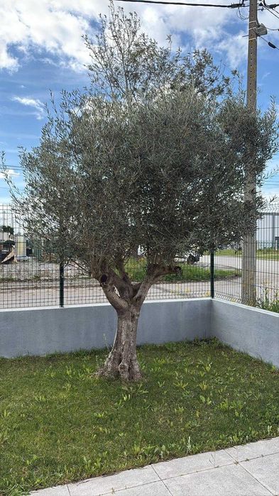 Jardineira Grande Lisboa – Manutenção, Organização de Quintais e Construção de Pequenos Jardins.
