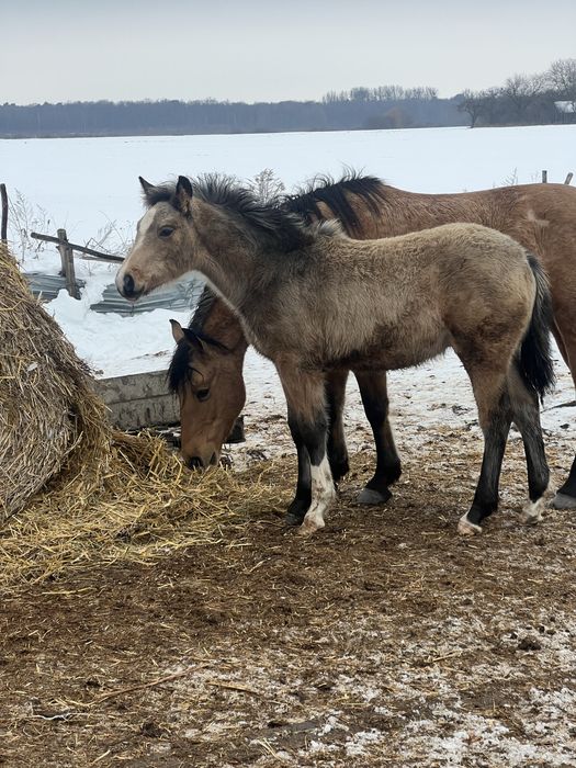 Продаються лошата